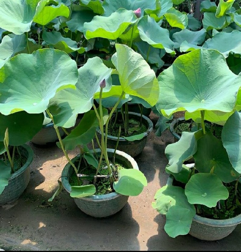 原盆原土大盆荷花盆栽带花苞发货水生植物睡莲阳台庭院池塘花