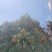 黑叶荔枝