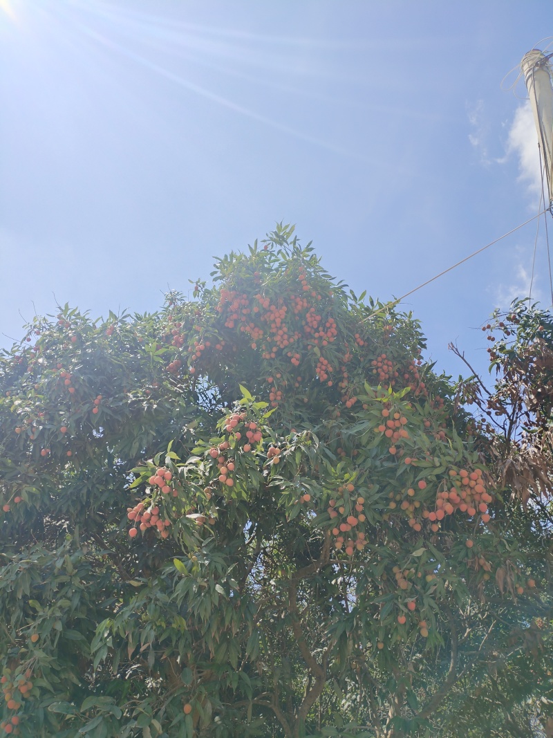 黑叶荔枝
