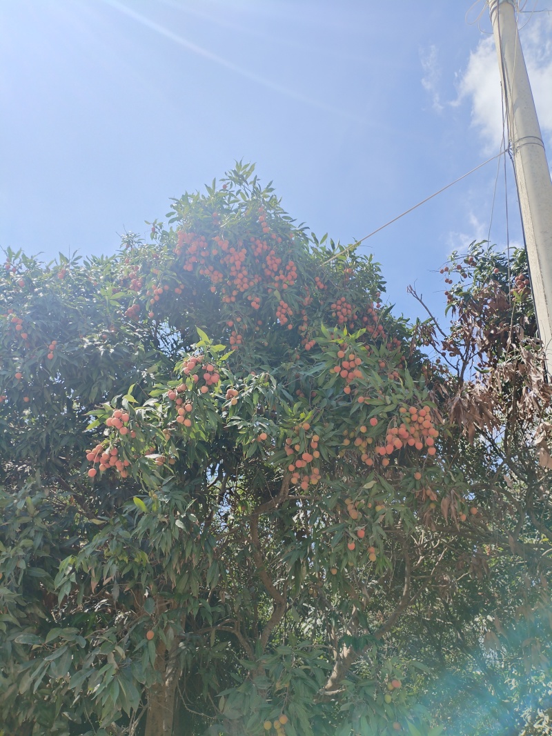 黑叶荔枝