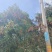 黑叶荔枝