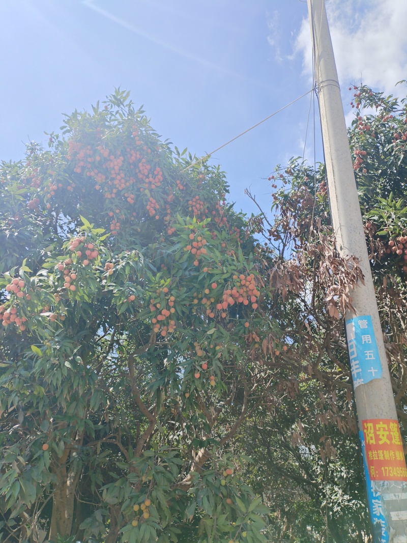 黑叶荔枝