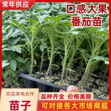 大果口感西红柿苗草莓柿子苗量大从优