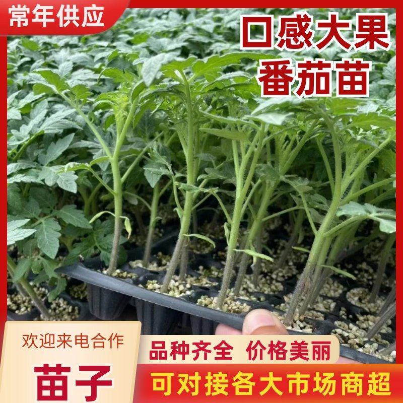 大果口感西红柿苗草莓柿子苗量大从优