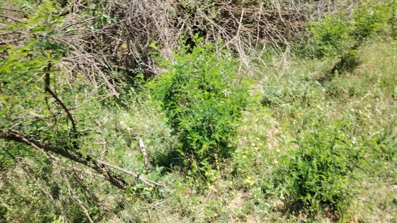 土蜂蜜深山放养，纯正天然，自产自销欢迎咨询