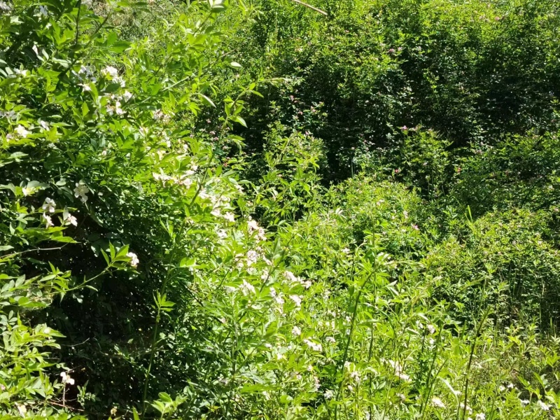 土蜂蜜深山放养，纯正天然，自产自销欢迎咨询