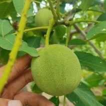 陕西华州特大丰上市