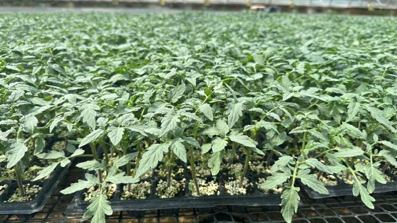大果口感西红柿苗草莓柿子苗量大从优