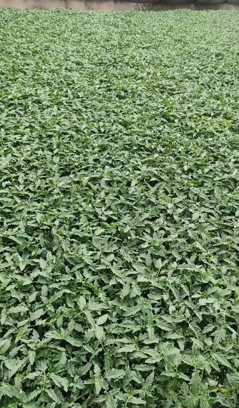 大果口感西红柿苗草莓柿子苗量大从优