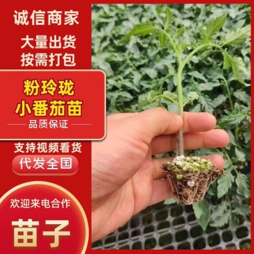 粉嘟嘟小番茄苗子口感千禧圣女果苗山东寿光苗场全国发货