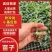 粉嘟嘟小番茄苗子口感千禧圣女果苗山东寿光苗场全国发货
