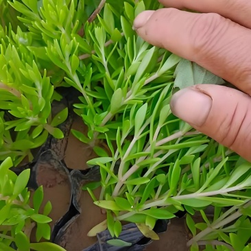 野生三七