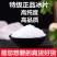 冰片/中药材/大量接单货源充足安徽铜陵/思秀/天然冰片