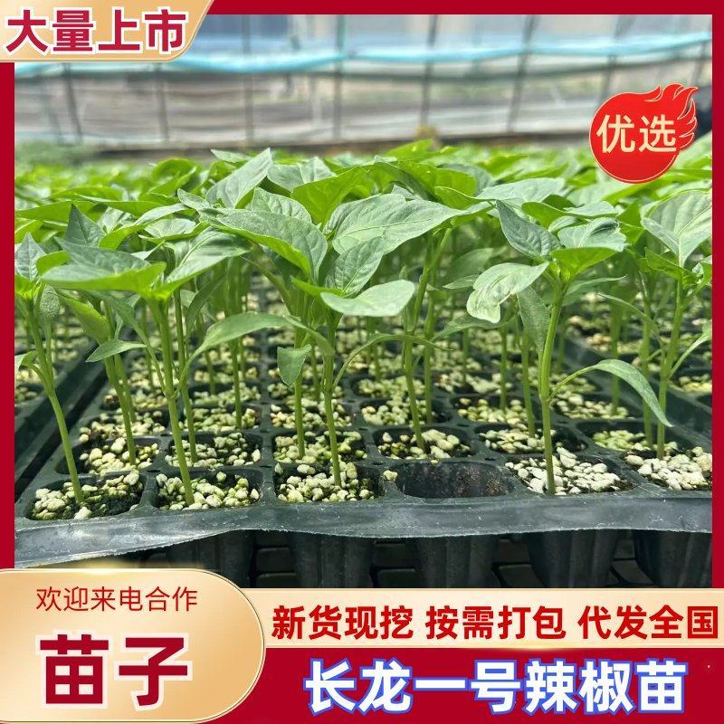 【辣椒苗】长龙一号尖椒苗辣椒苗寿光苗场全国发货