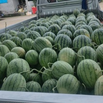 大棚美都口口脆大批量上市中