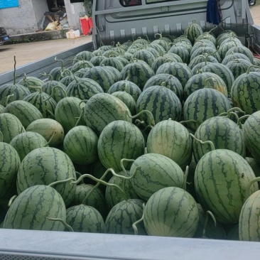 大棚美都口口脆大批量上市中