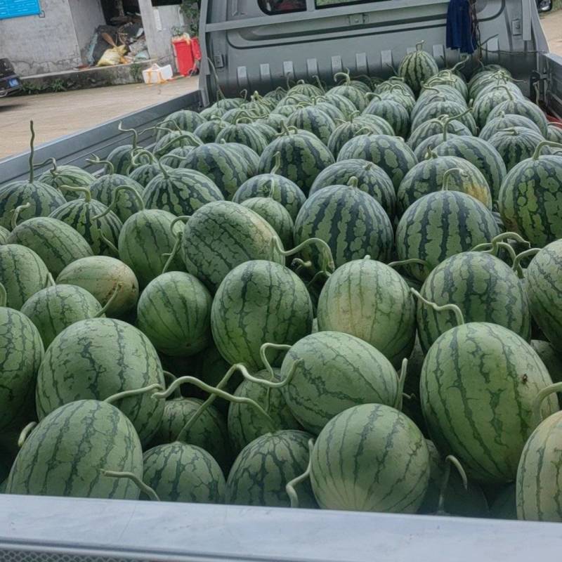 大棚美都口口脆大批量上市中