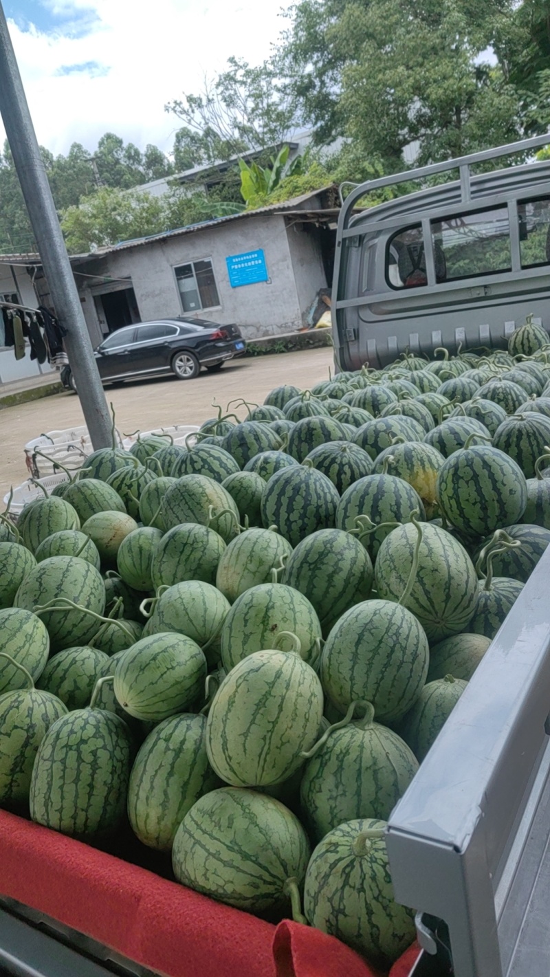 大棚美都口口脆大批量上市中