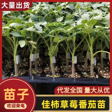 佳柿草莓番茄苗浓绿肩草莓柿子苗西红柿苗沙瓤口感好