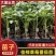 佳柿草莓番茄苗浓绿肩草莓柿子苗西红柿苗沙瓤口感好