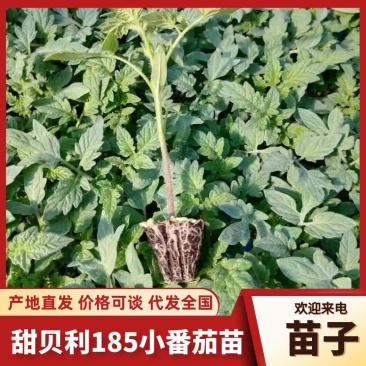 红色小番茄苗甜贝利圣女果苗产量高口感好苗场直发