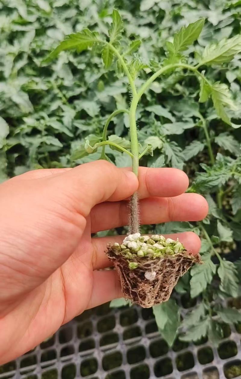 红色小番茄苗甜贝利圣女果苗产量高口感好苗场直发