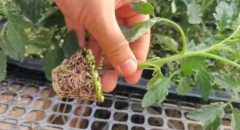 红色小番茄苗甜贝利圣女果苗产量高口感好苗场直发