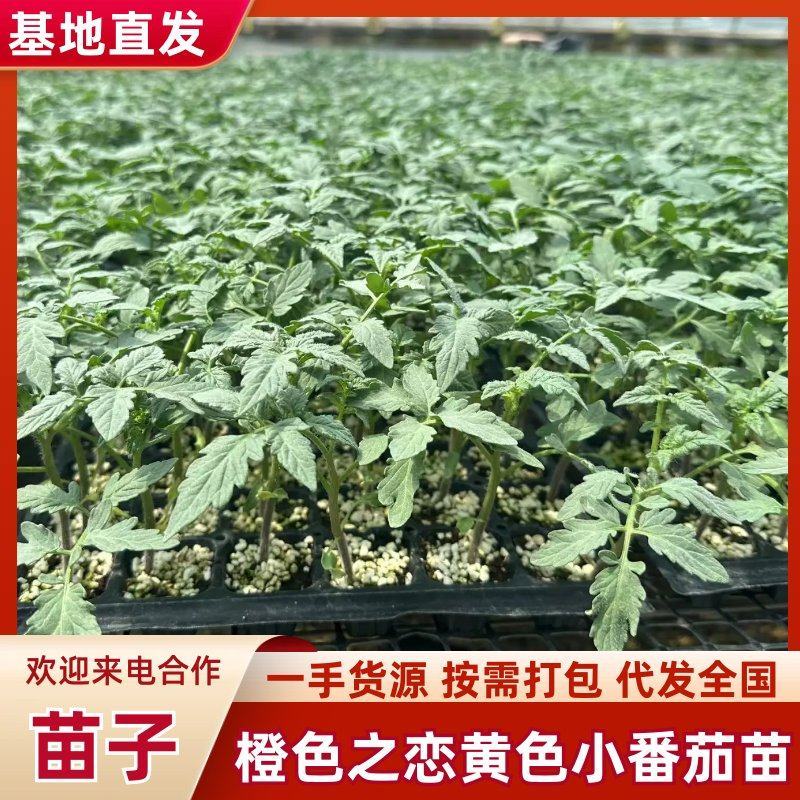 橙柿之恋黄色小番茄苗山东种苗基地直发圣女果苗