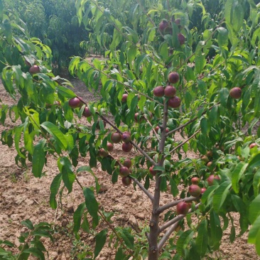 珍珠3号油桃
