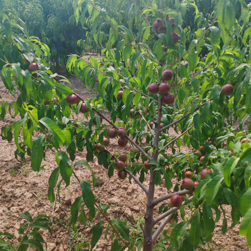 珍珠3号油桃
