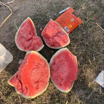 山西无籽美都西瓜红度好糖度高可视频订货诚信经营质量保证