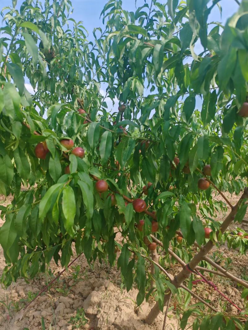珍珠3号油桃