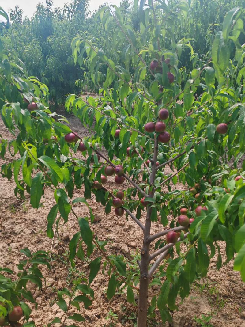 珍珠3号油桃