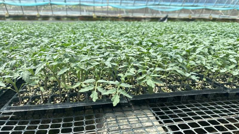 橙柿之恋黄色小番茄苗山东种苗基地直发圣女果苗