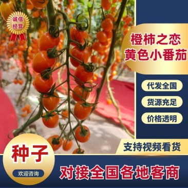 橙柿之恋黄色小番茄种子黄圣女果千禧樱桃小番茄种