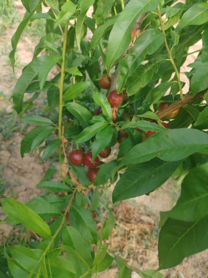 珍3油桃