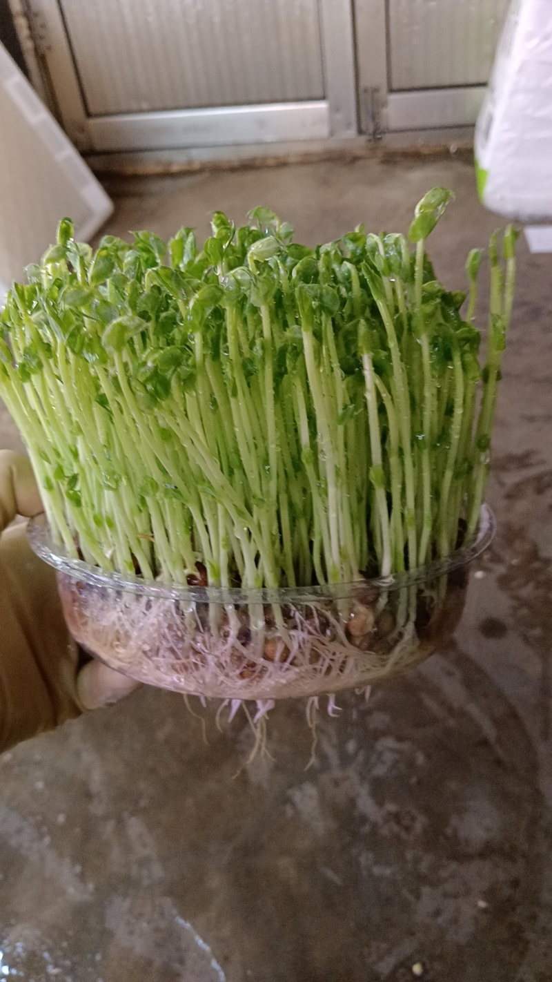 活体豌豆苗