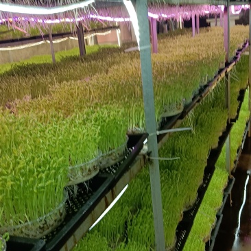活体豌豆苗