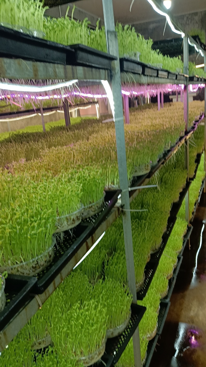 活体豌豆苗