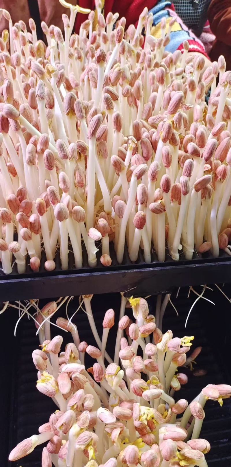 花生芽精品盒装杭州基地直供