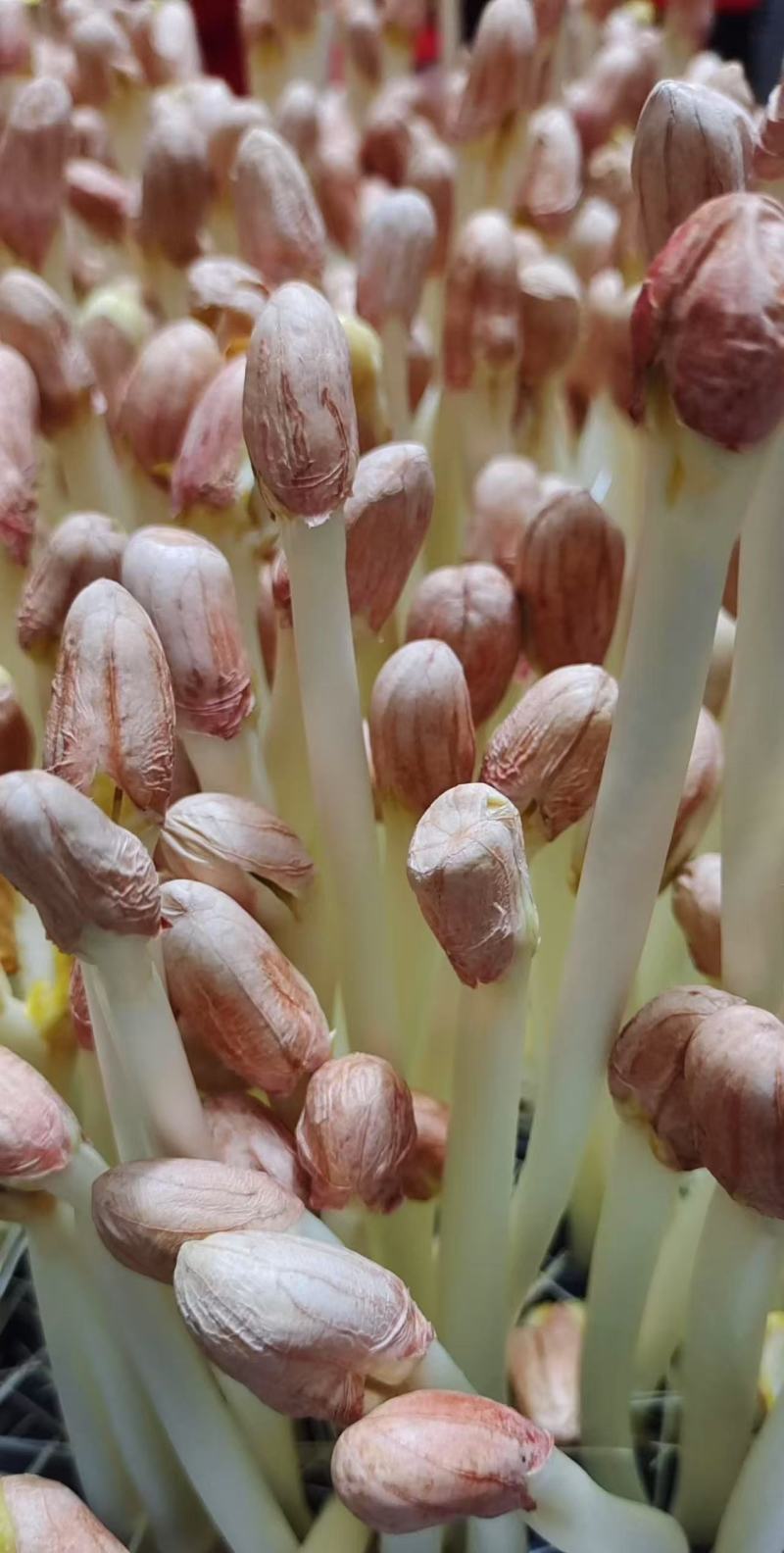 花生芽精品盒装杭州基地直供