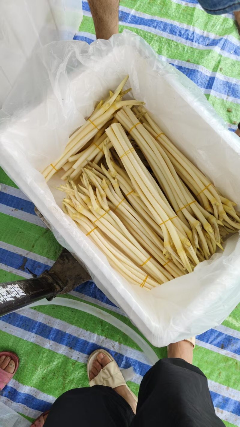 湖北仙桃新鲜藕带(尖)当天采摘当天发货A/B货