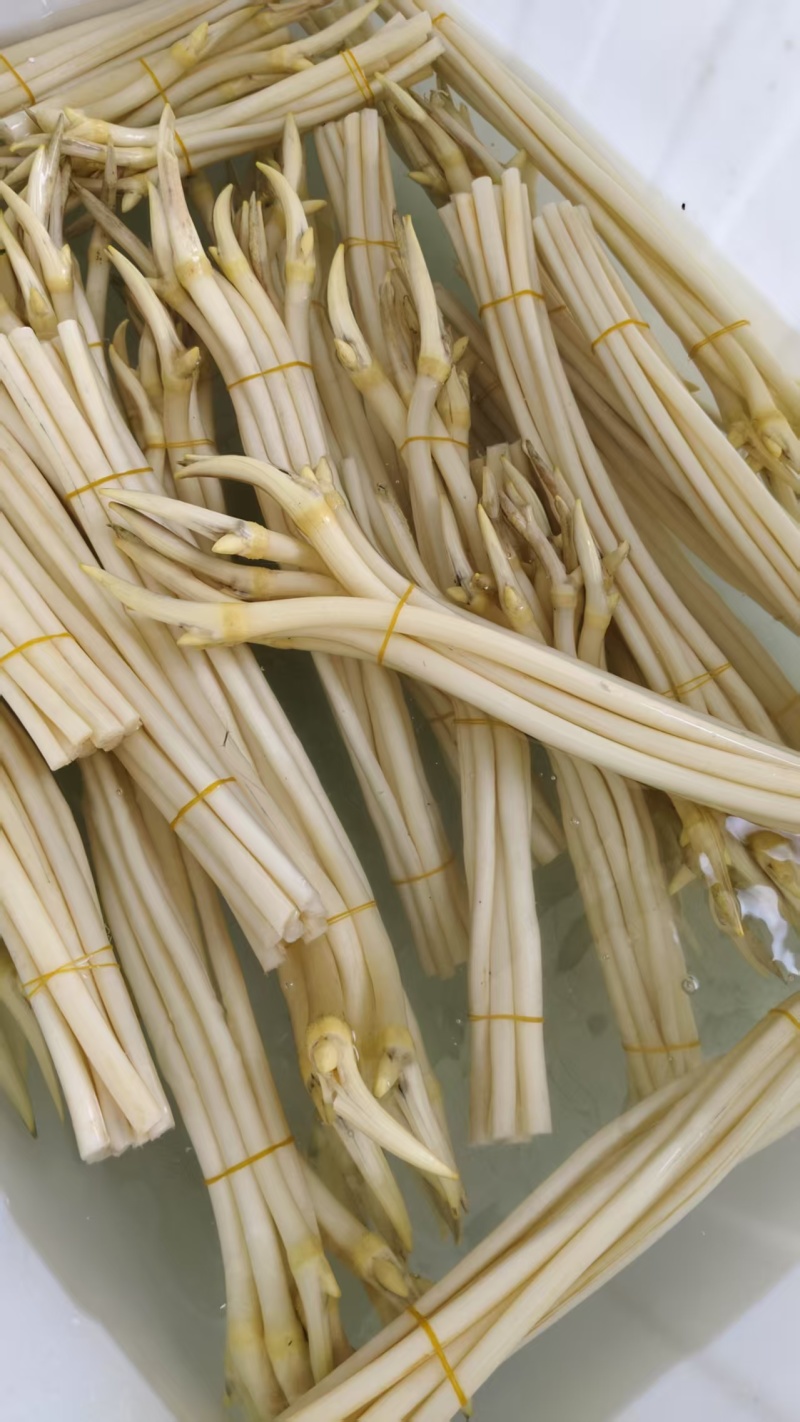 湖北仙桃新鲜藕带(尖)当天采摘当天发货A/B货
