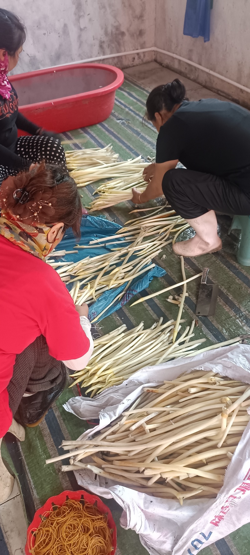 湖北仙桃新鲜藕带(尖)当天采摘当天发货A/B货