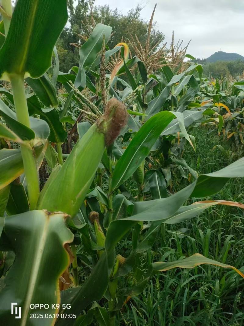 渠县188玉米