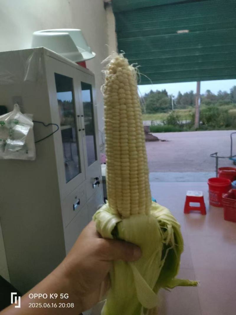 渠县188玉米