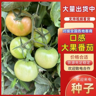 寿光嘉华口感番茄种子硬粉西红柿种子大果沙瓤口感好