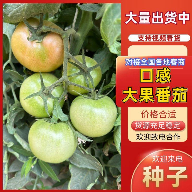 寿光嘉华口感番茄种子硬粉西红柿种子大果沙瓤口感好