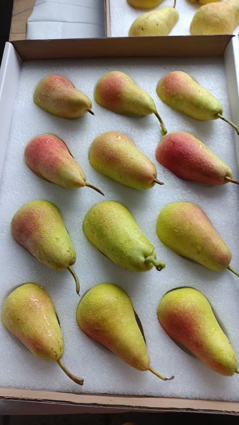 西洋梨啤梨