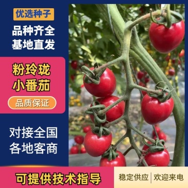 【小番茄种子】粉玲珑粉嘟嘟圣女果种子高产樱桃小番茄种子